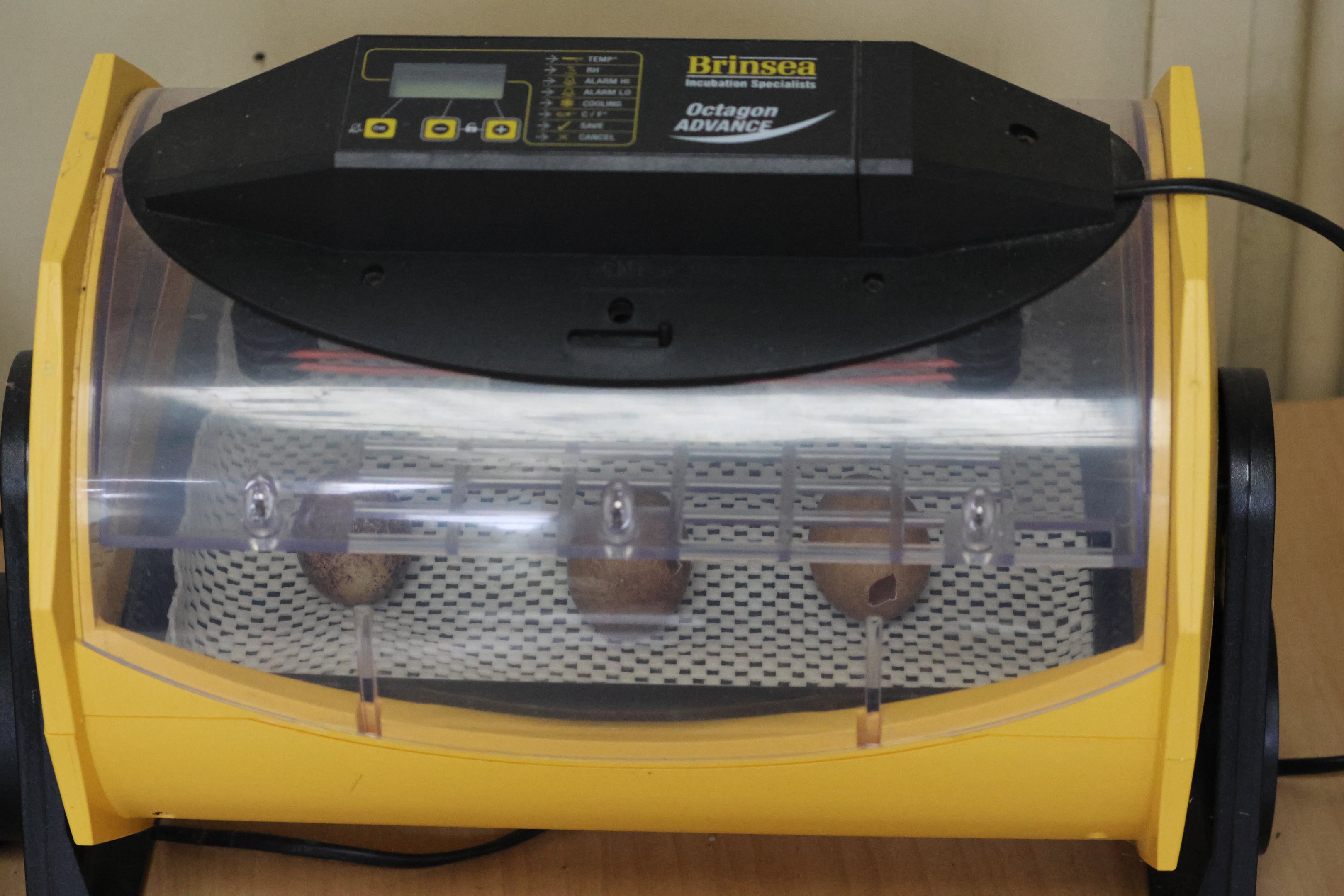 Incubator with pierced eggs of Kārearea (Falco novaeseelandiae), Kārearea Falcon Trust (Blenheim)