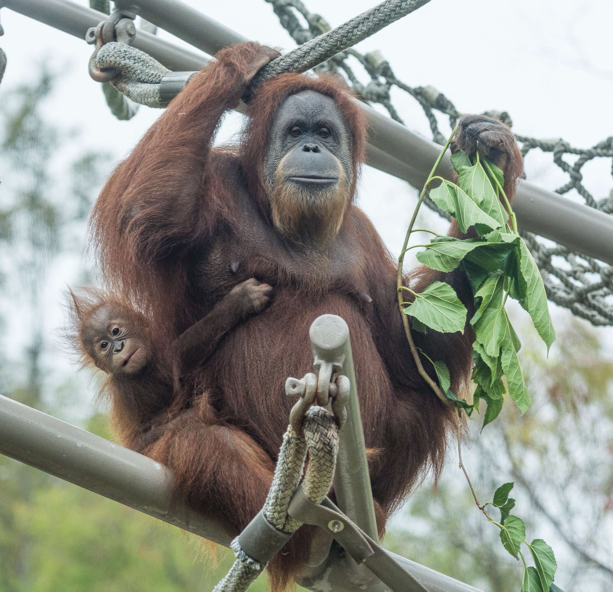 Indah and Kaja, first time on exhibit.