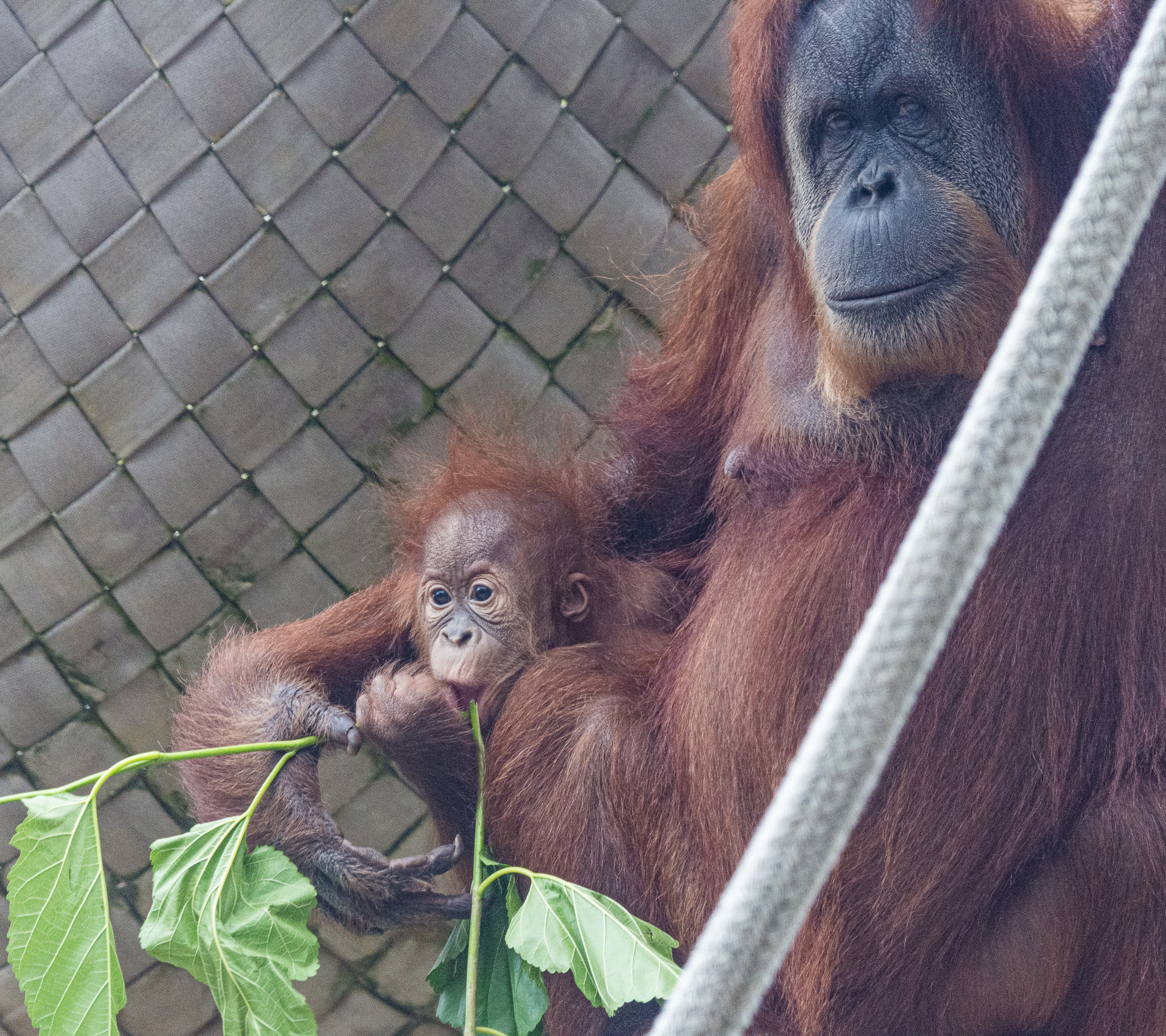Indah and Kaja, first time on exhibit