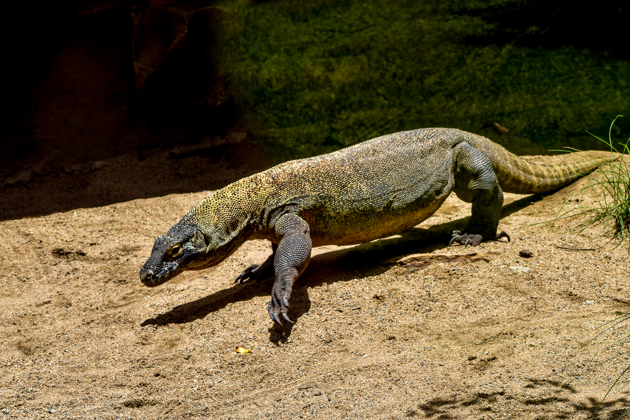 Indah - Komodo Dragon