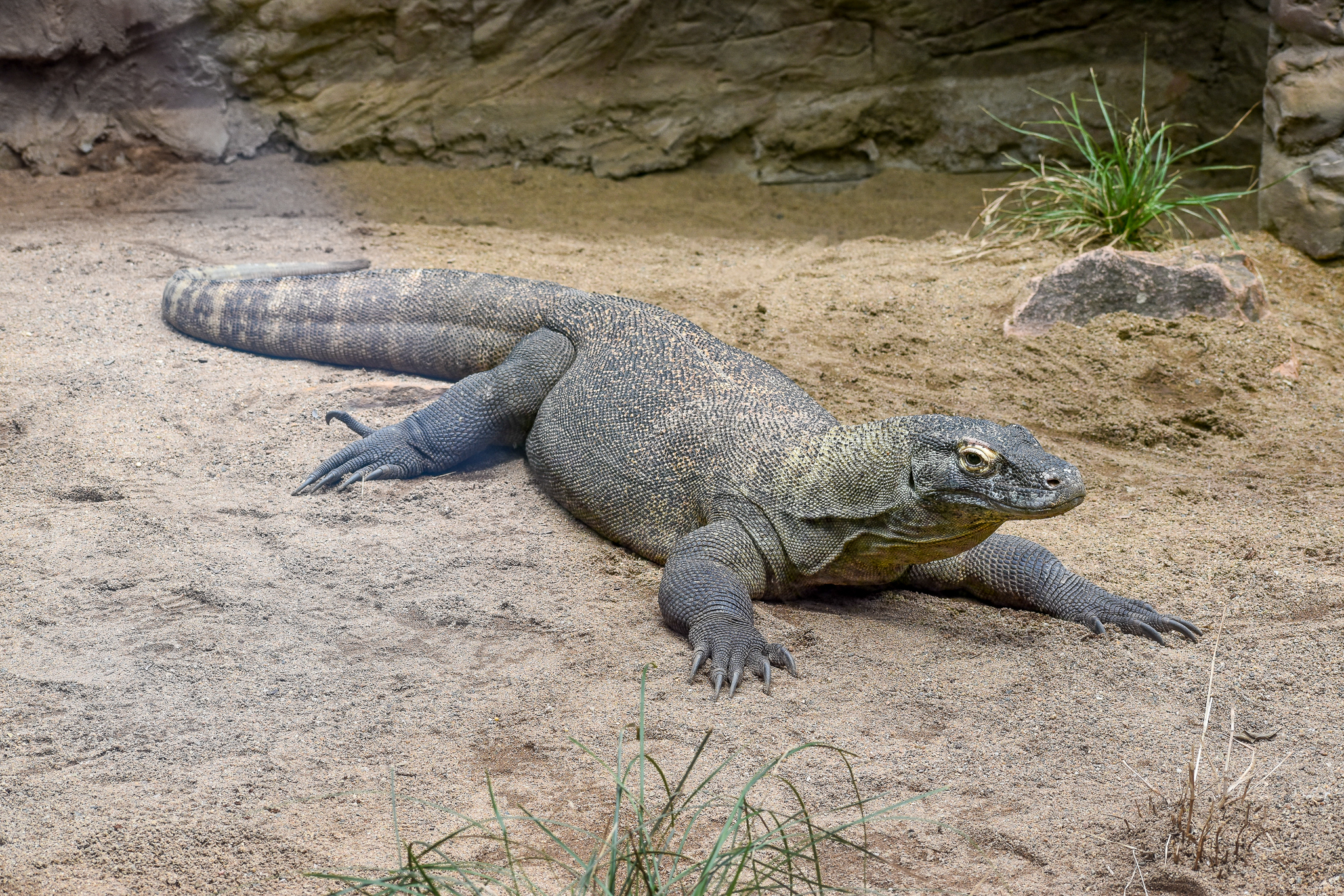 Indah - Komodo Dragon