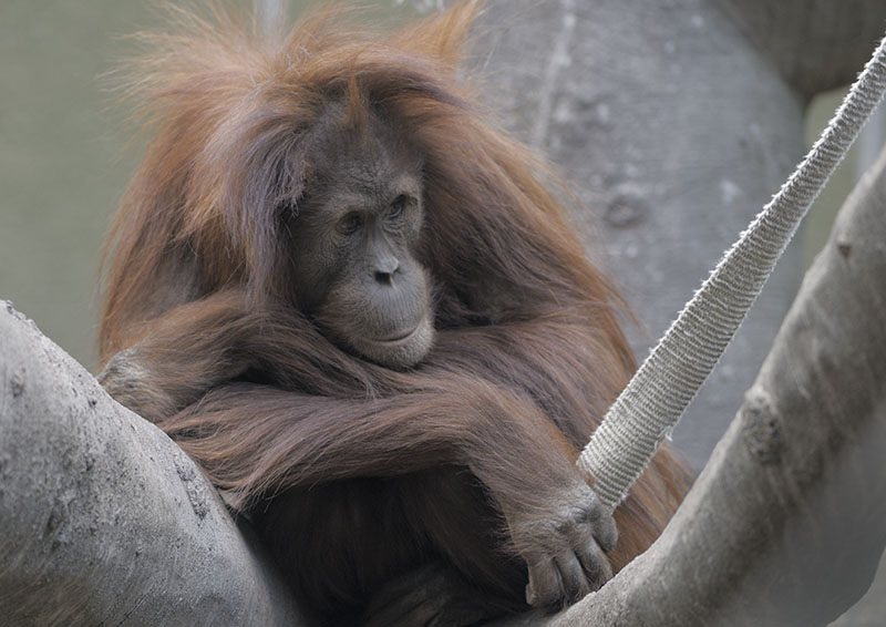 Indah looking pensive