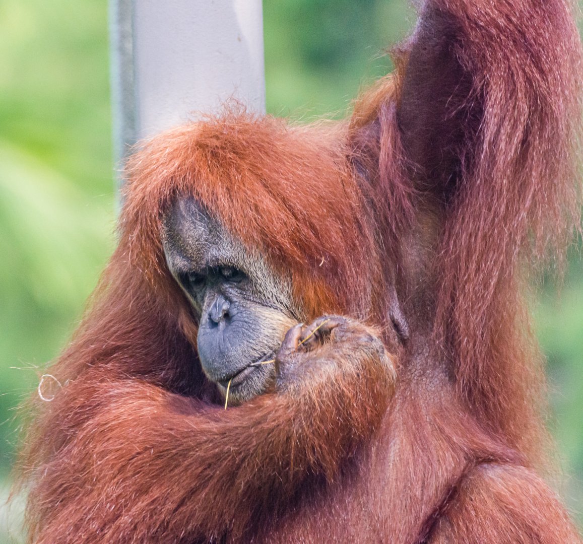 Indah, orangutan