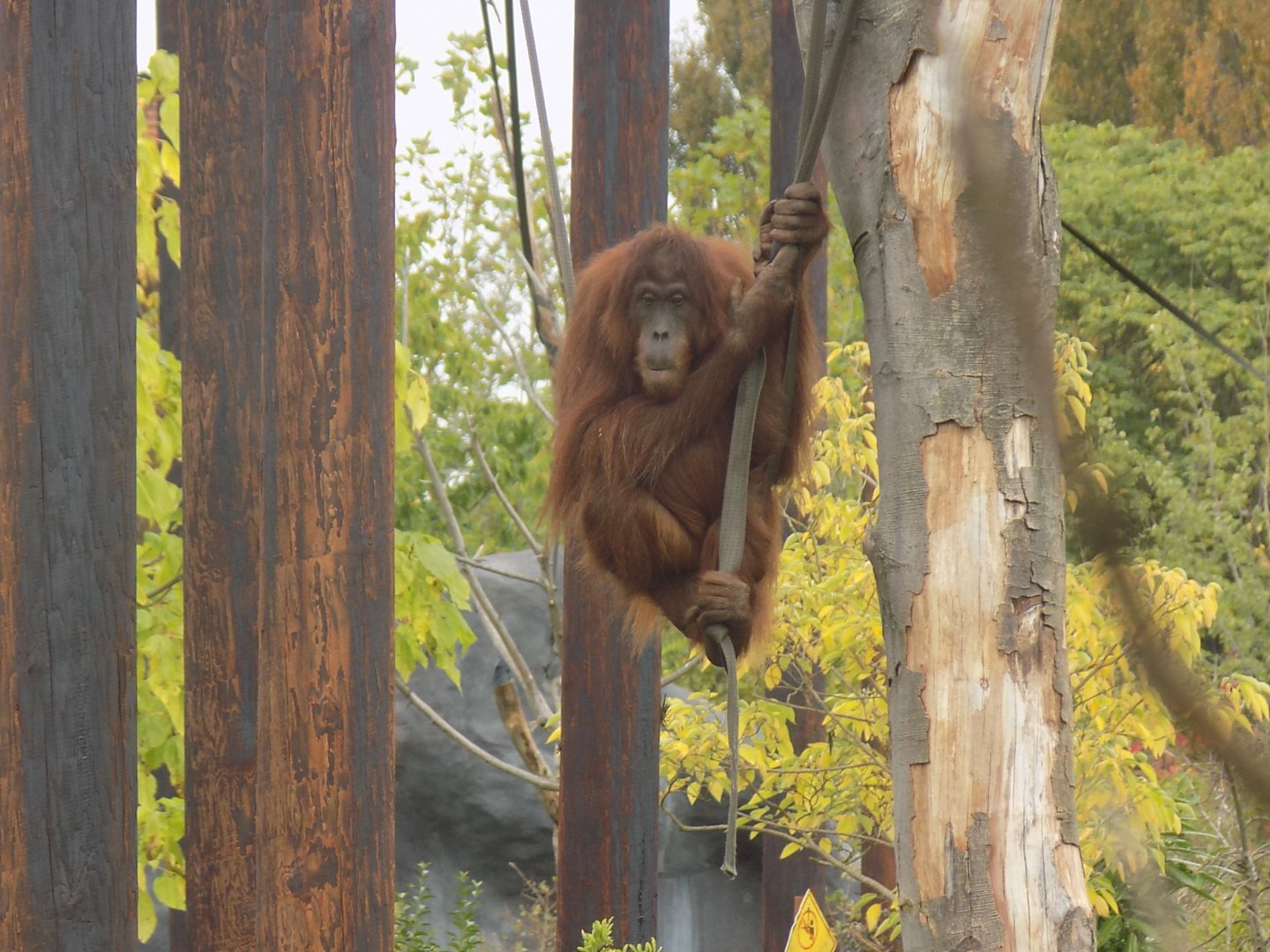 Indah the Sumatran Orangutan
