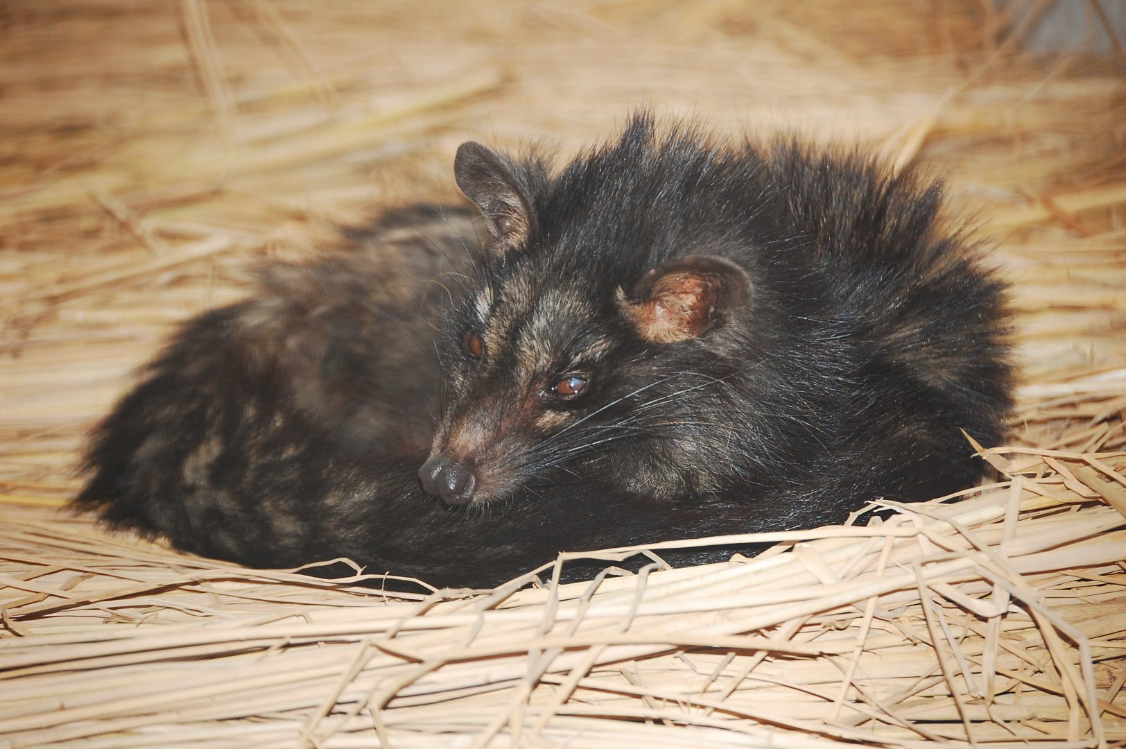 Indain palm civet - Lahore zoo 17/11/2019