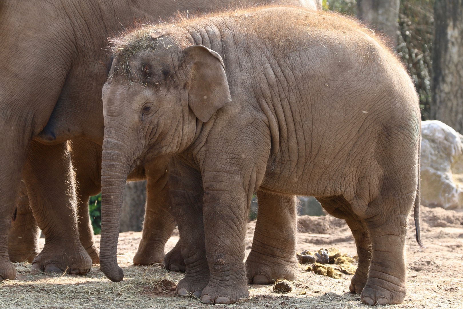 Indali, 6 April 2019