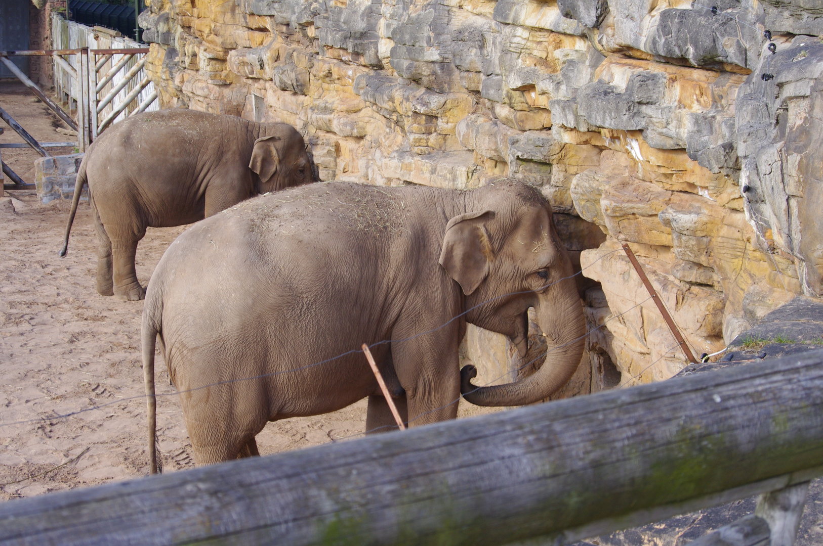 Indali and Sundara- Asian Elephants- 4/4/2023