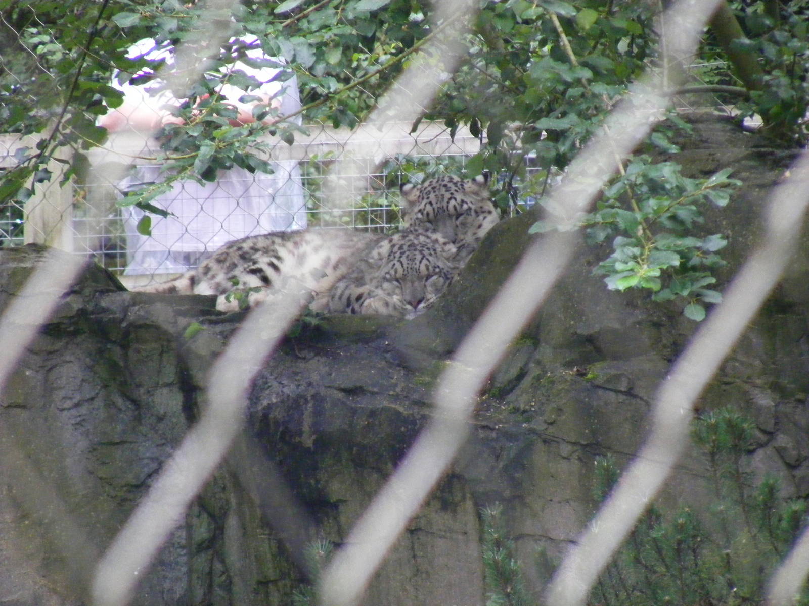 Indeever and Irina the snow leopards at Marwell Wildlife, 22 August 2010