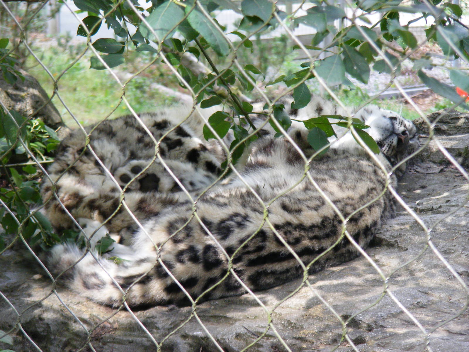 Indeever and Irina the snow leopards at Marwell Wildlife, 8 August 2010