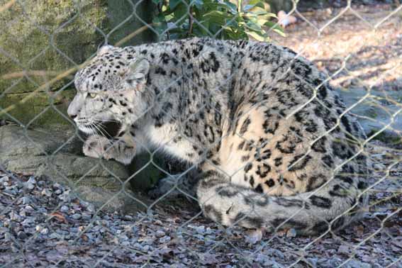 Indeever, Male Snow Leopard at Marwell