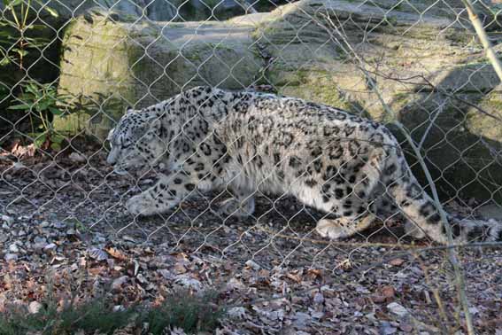 Indeever, Male Snow Leopard at Marwell