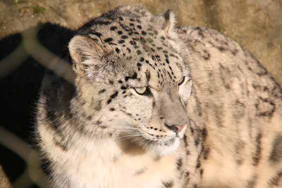 Indeever, Male Snow Leopard at Marwell