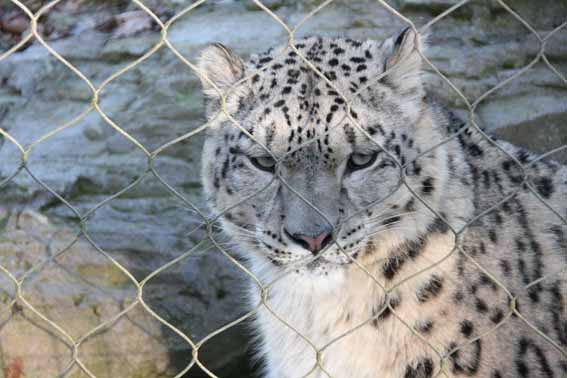 Indeever, Male Snow Leopard at Marwell