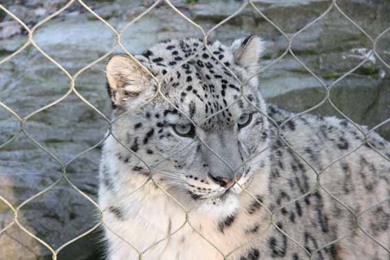 Indeever, Male Snow Leopard at Marwell