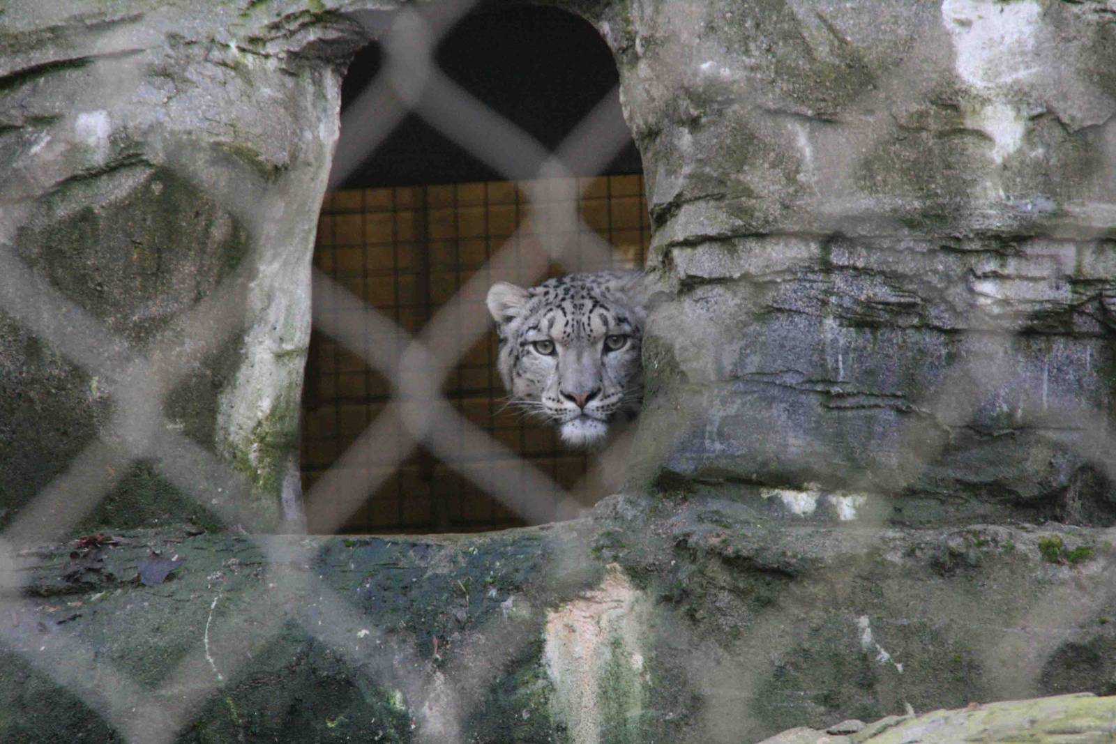 Indeever Male Snow Leopard
