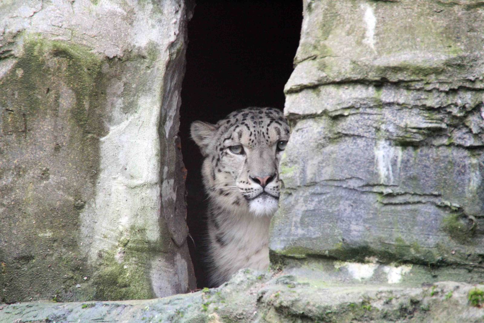 Indeever Male Snow Leopard