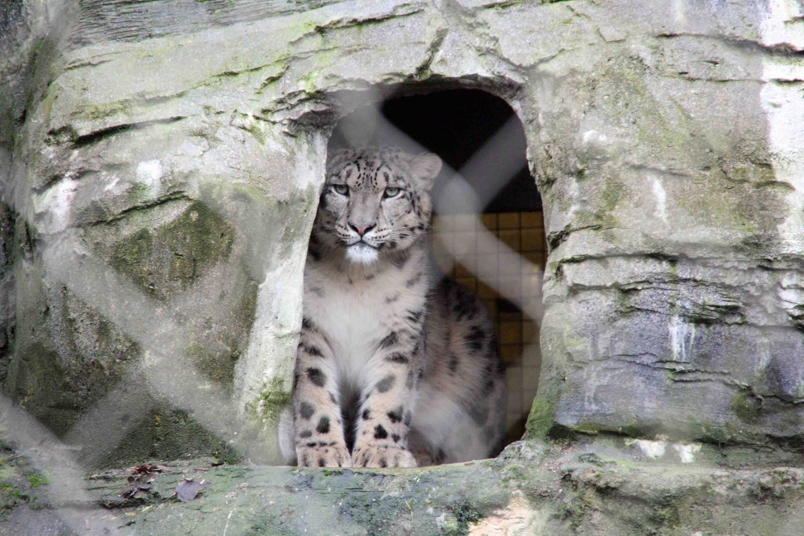 Indeever Male Snow Leopard