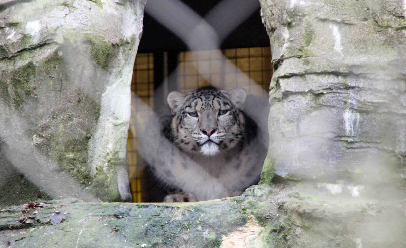 Indeever Male Snow Leopard