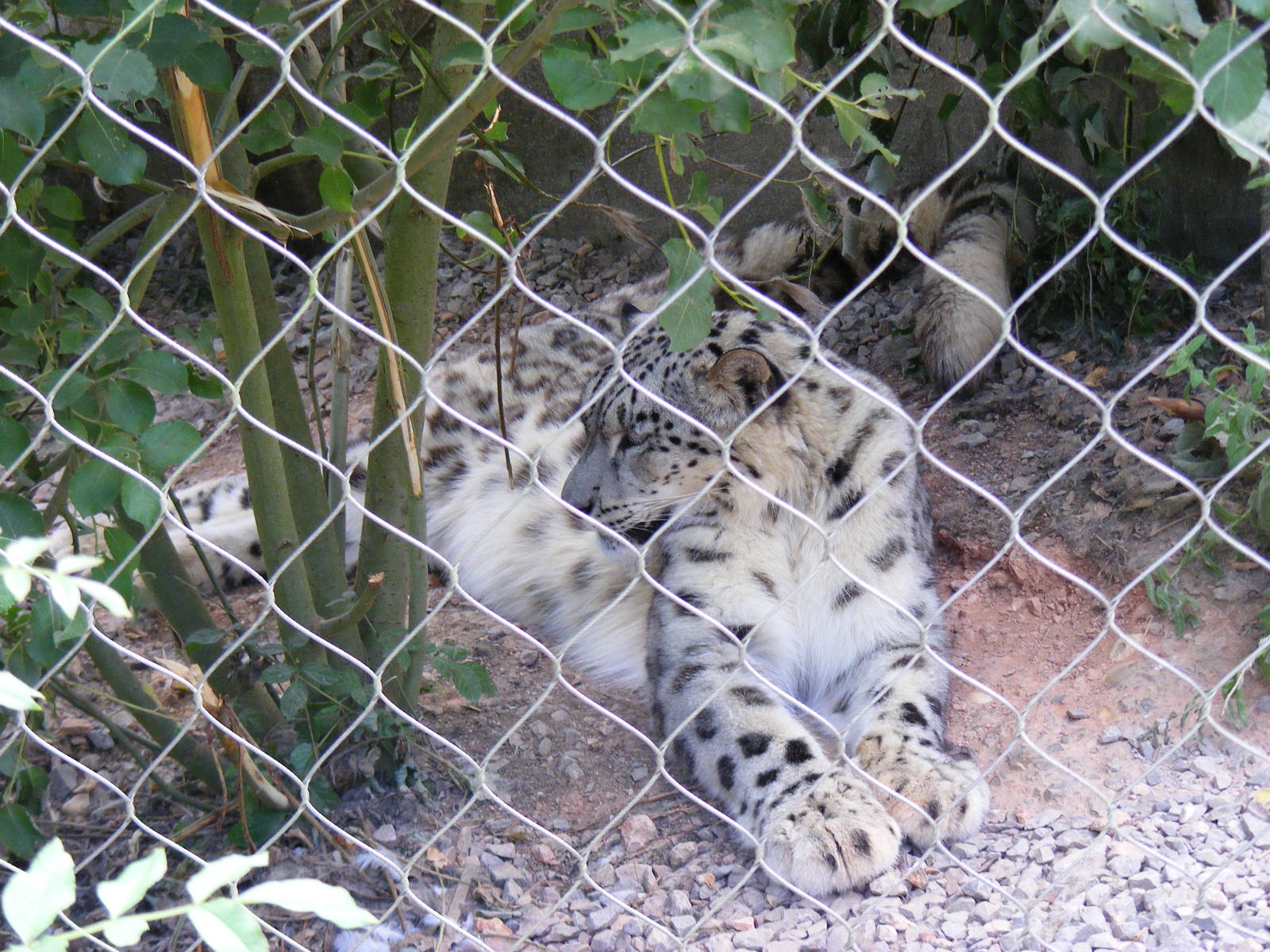 Indeever the snow leopard at Marwell Wildlife, 11 July 2010