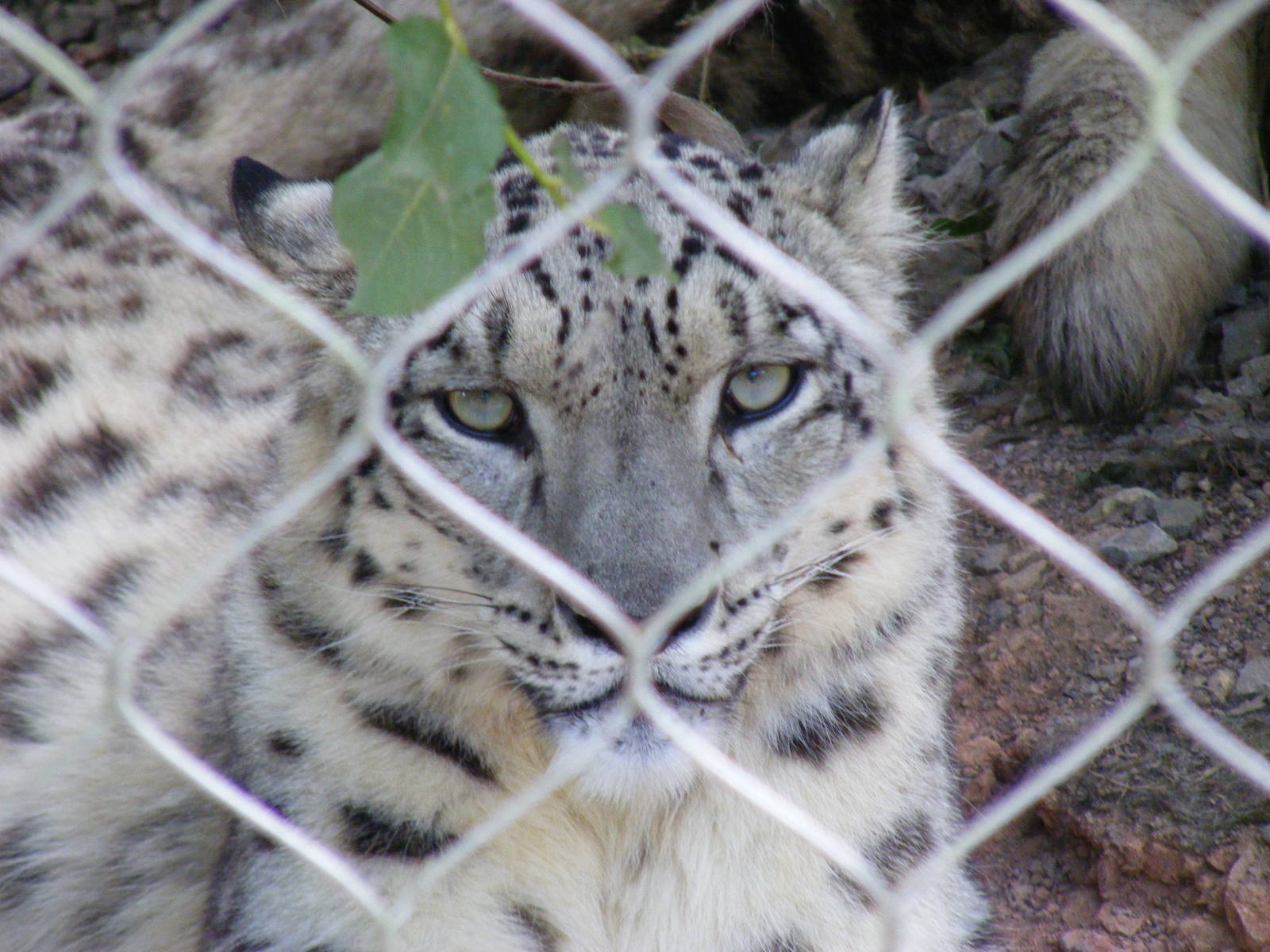 Indeever the snow leopard at Marwell Wildlife, 11 July 2010