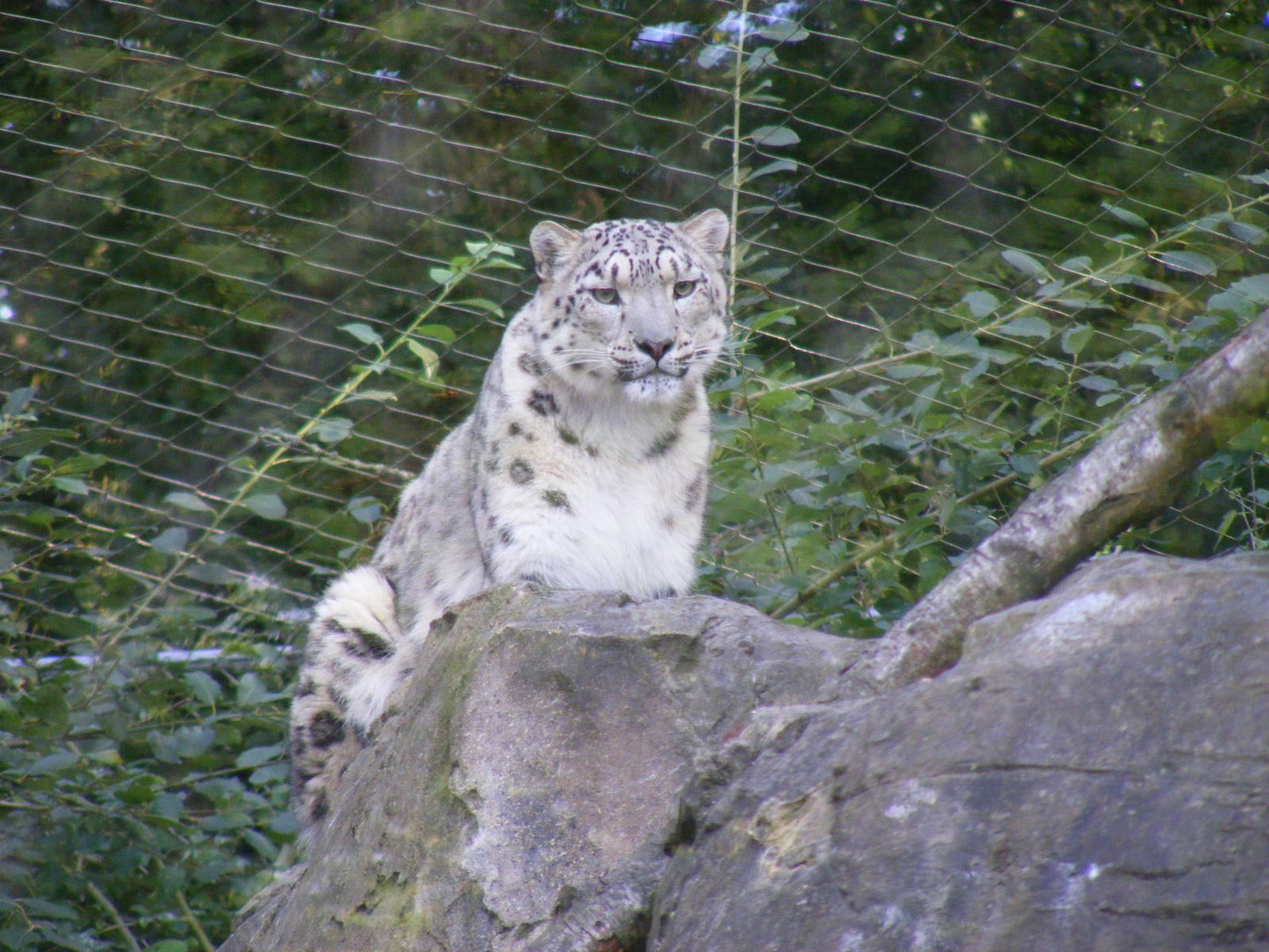 Indeever the snow leopard at Marwell Wildlife, 2 September 2010