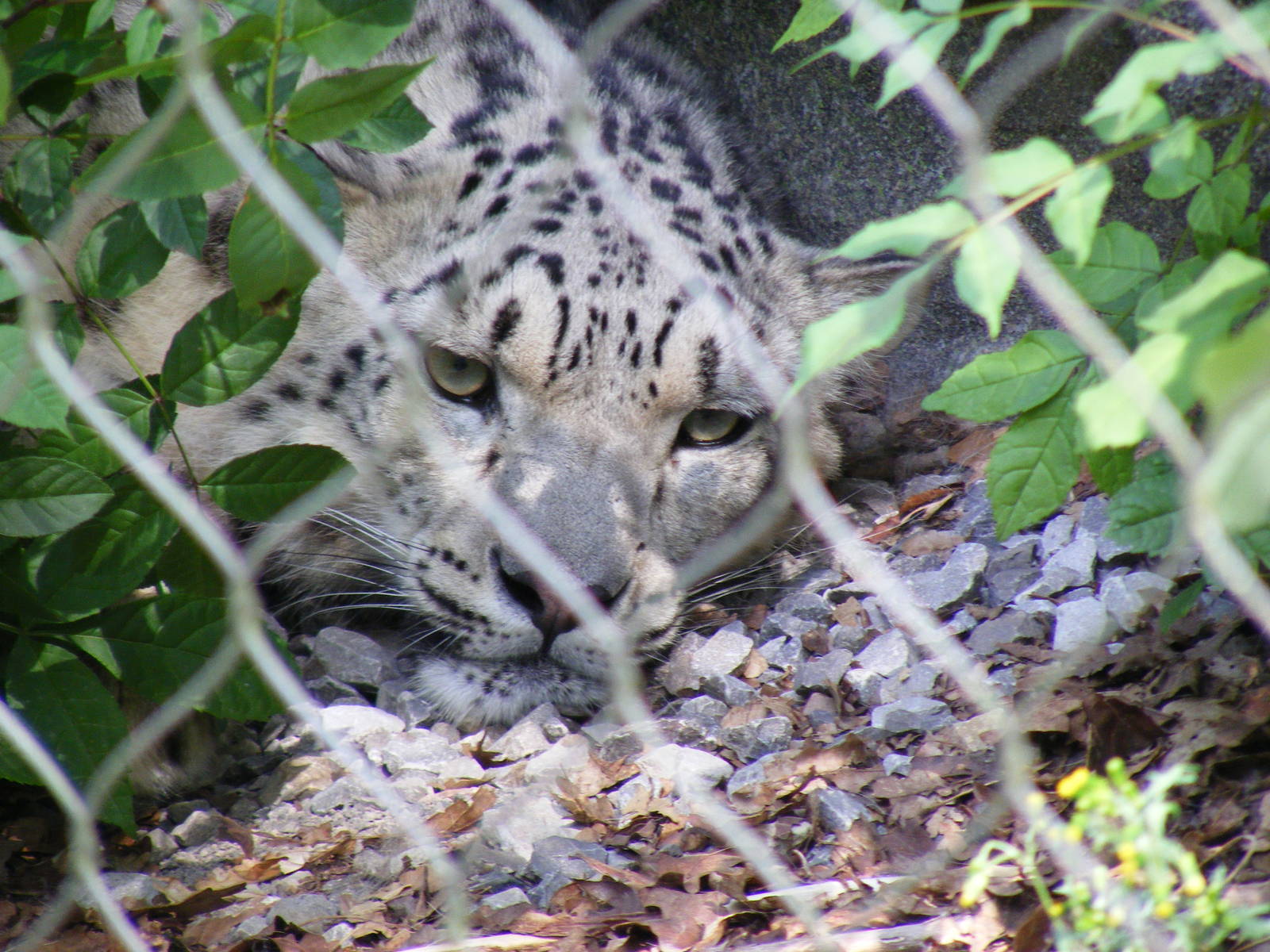 Indeever the snow leopard at Marwell Wildlife, 27 June 2010