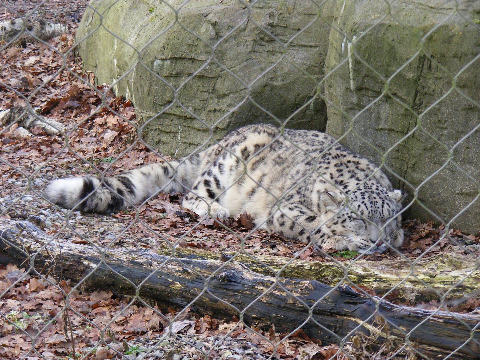 Indeever the snow leopard at Marwell Wildlife, 31 January 2010