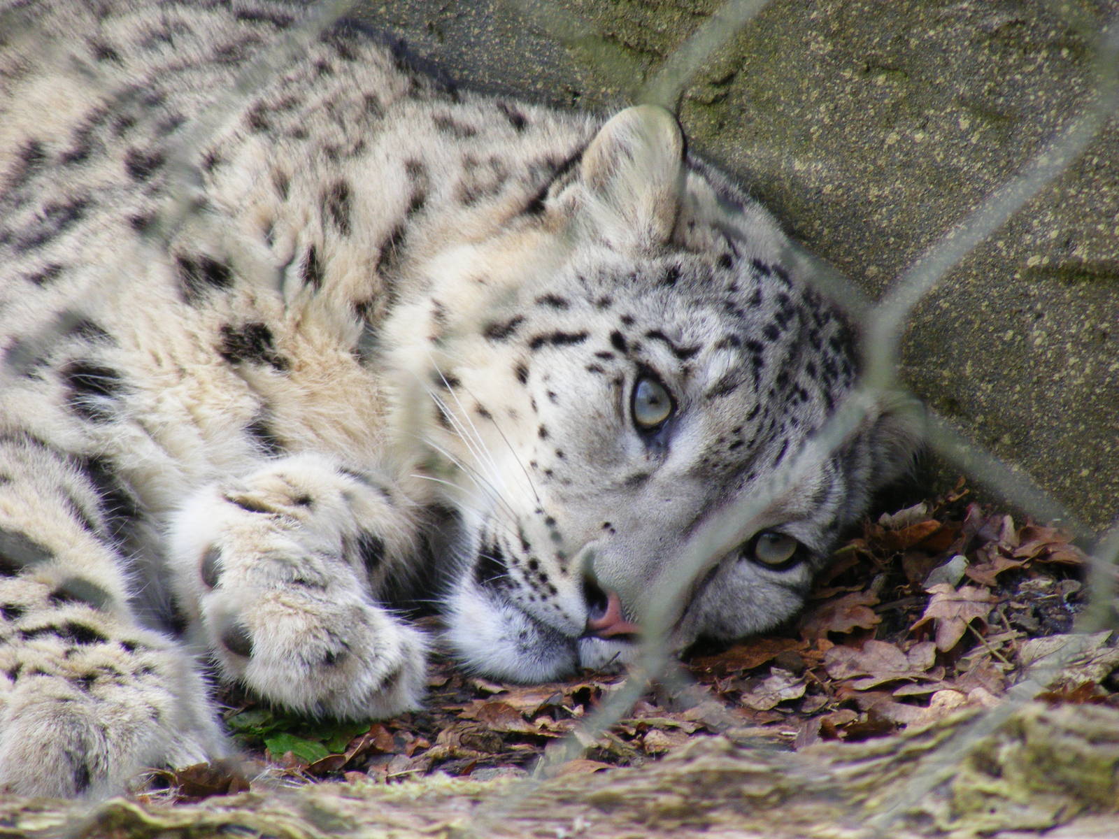 Indeever the snow leopard at Marwell Wildlife, 31 January 2010