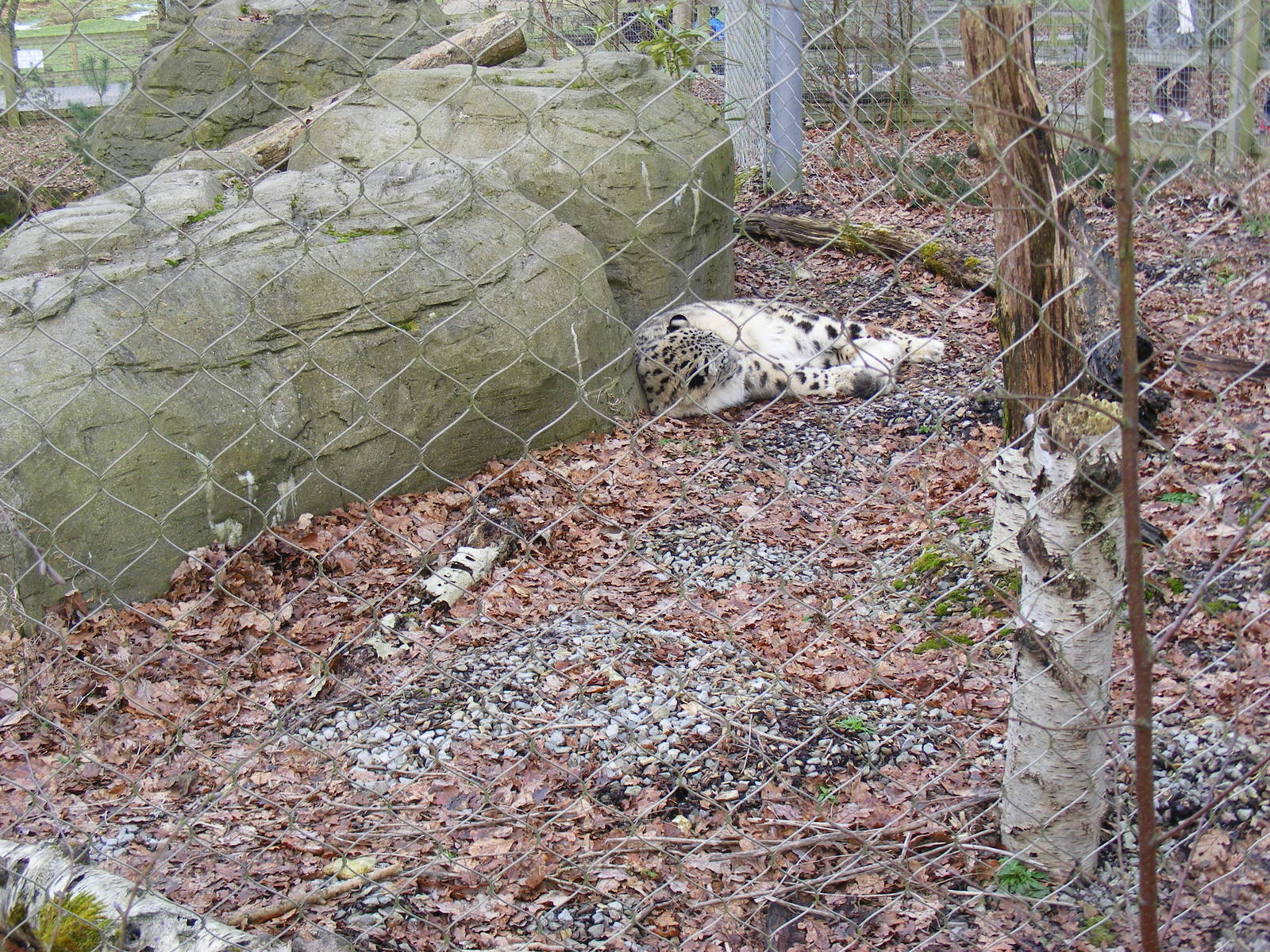 Indeever the snow leopard at Marwell Wildlife, 31 January 2010
