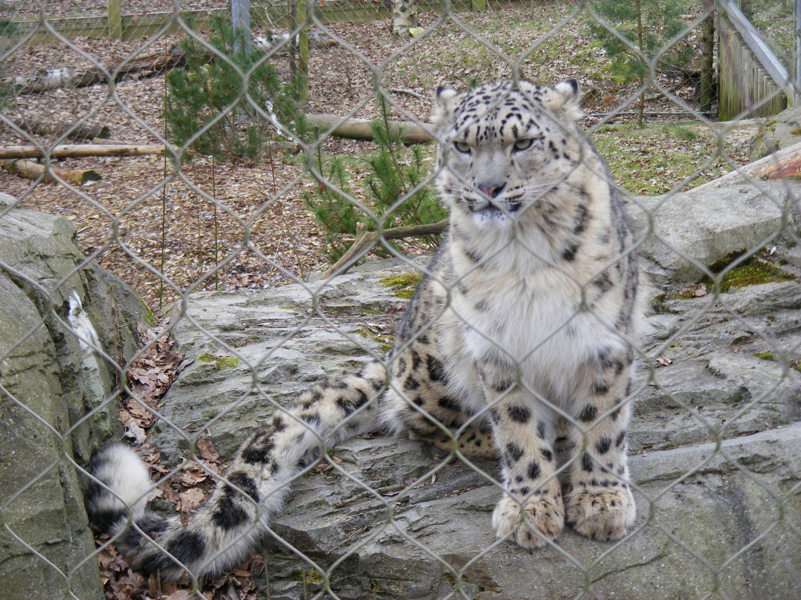 Indeever the snow leopard at Marwell Wildlife, 6 March 2010