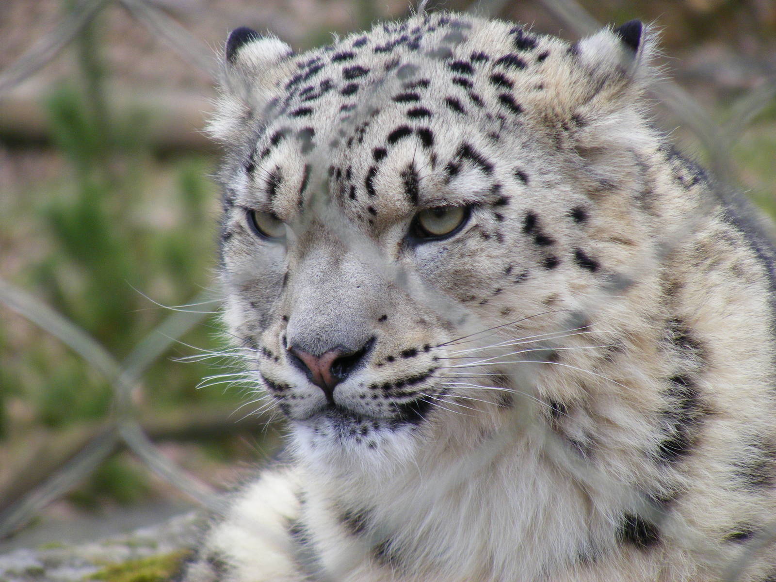 Indeever the snow leopard at Marwell Wildlife, 6 March 2010