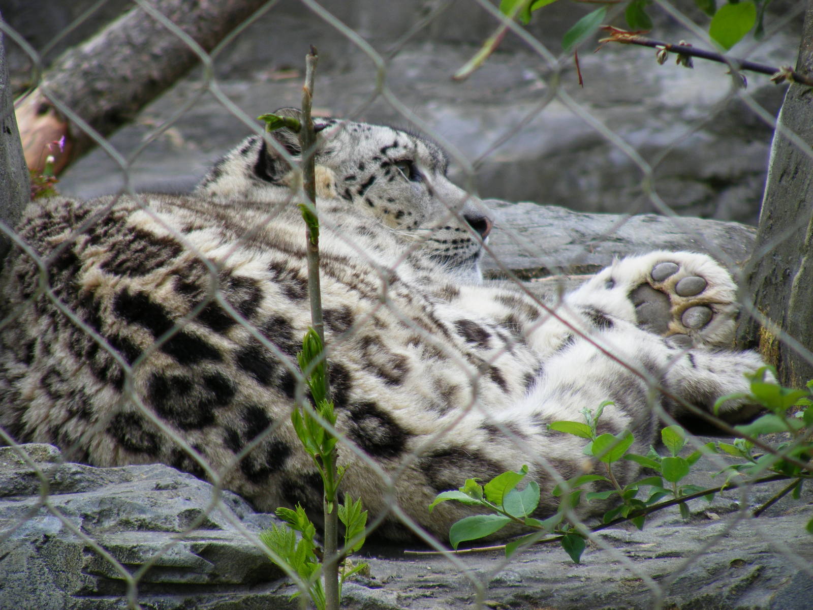 Indeever the snow leopard at Marwell Wildlife, 9 May 2010