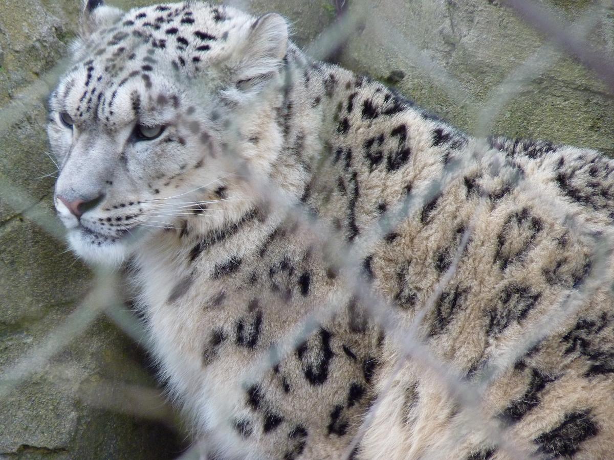 Indeever the Snow Leopard