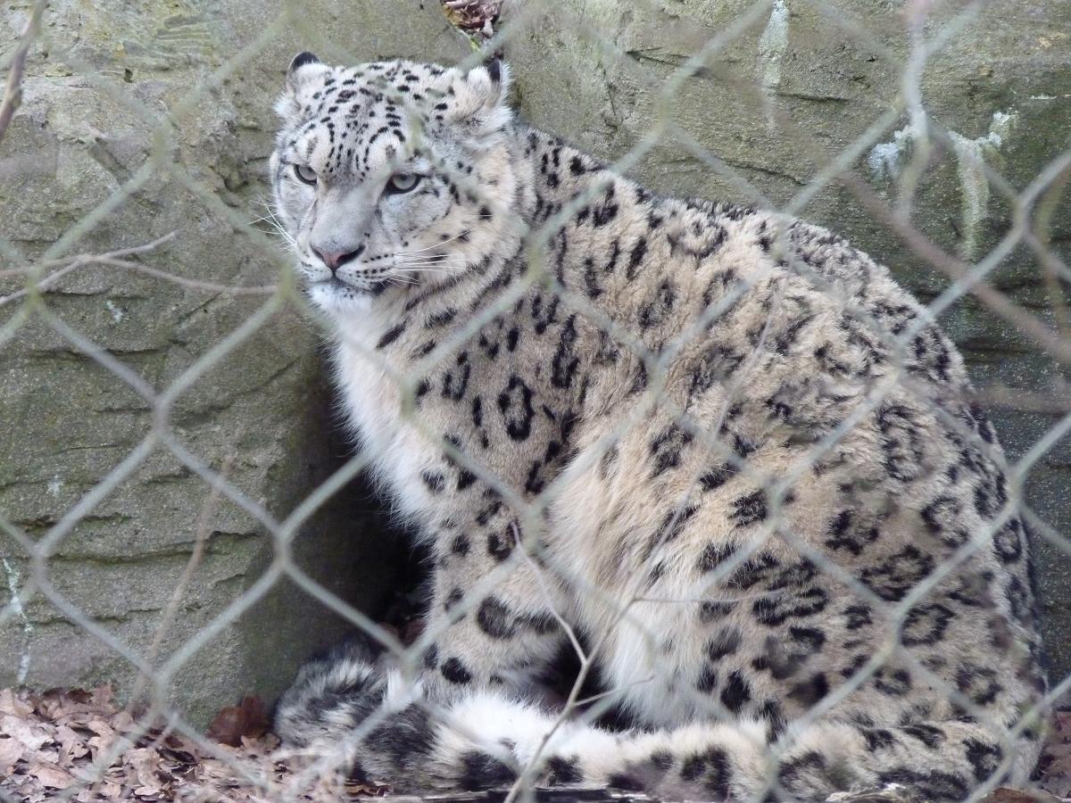 Indeever the Snow Leopard