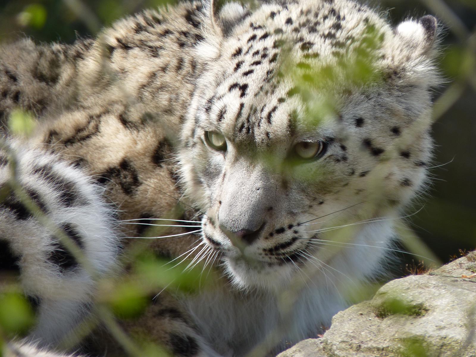 Indeever the Snow Leopard