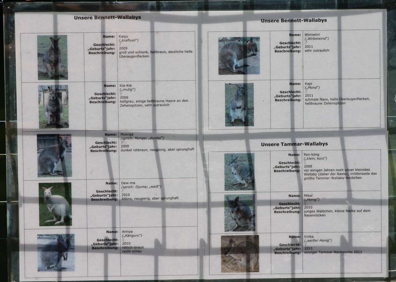 Indentification Wallaby