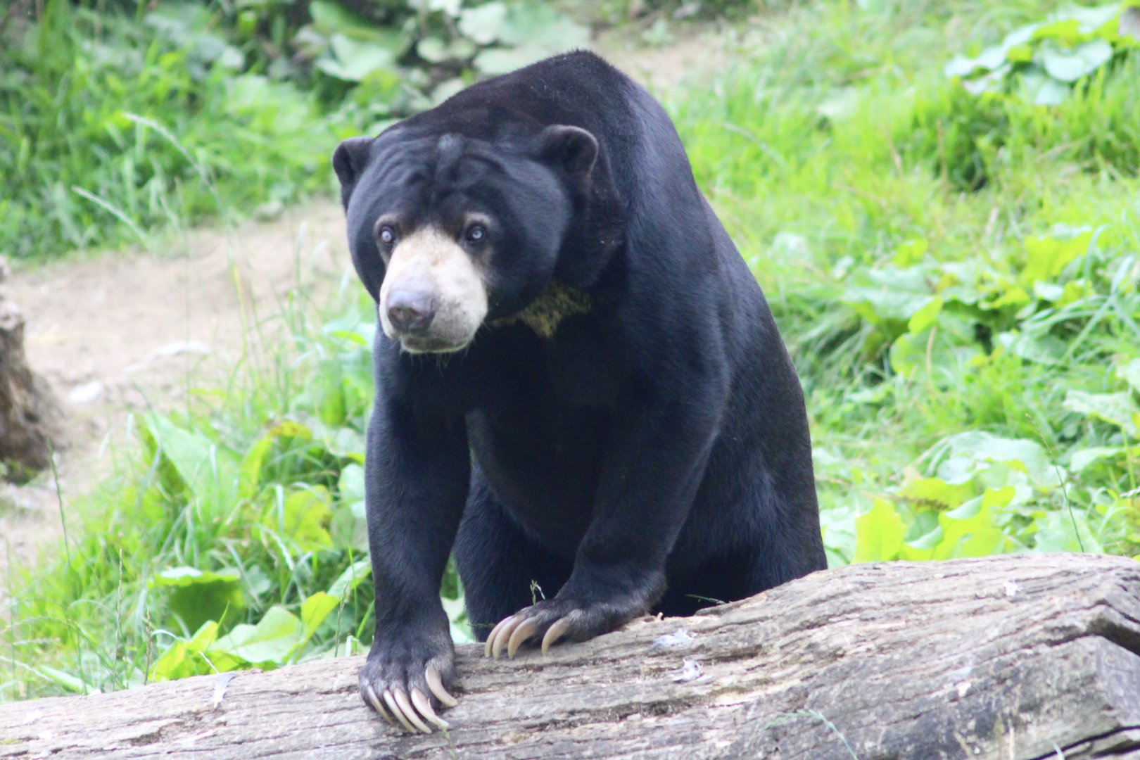 Indera, sun bear (Helarctos malayanus) at Belfast Zoo - 04/09/2021