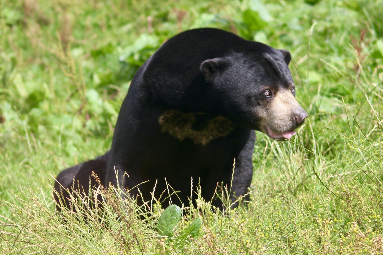 Indera, sun bear (Helarctos malayanus)at Belfast Zoo - 19/08/2022