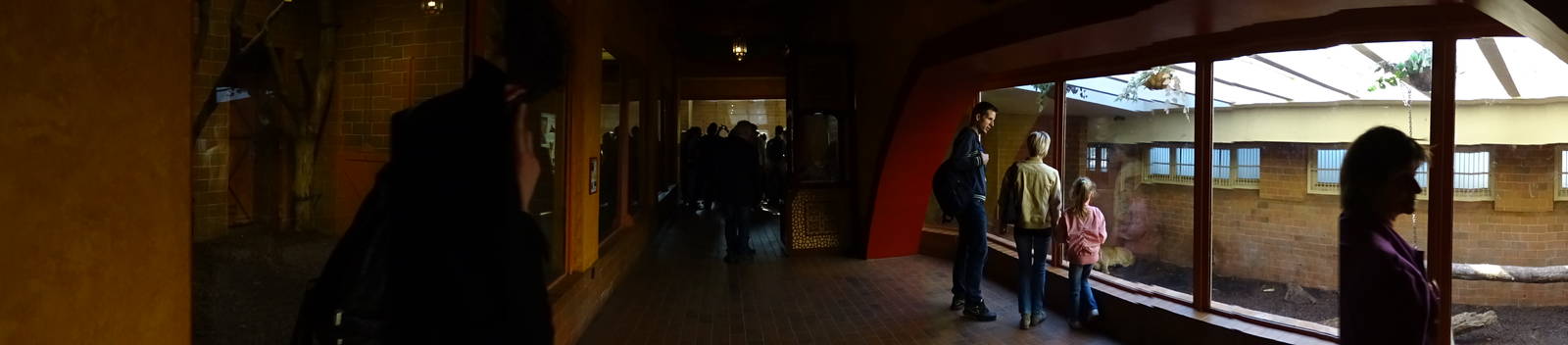 India house - Asiatic Lion indoor