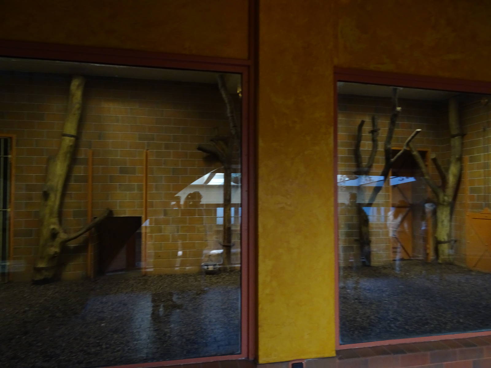 India house - Striped hyena indoor