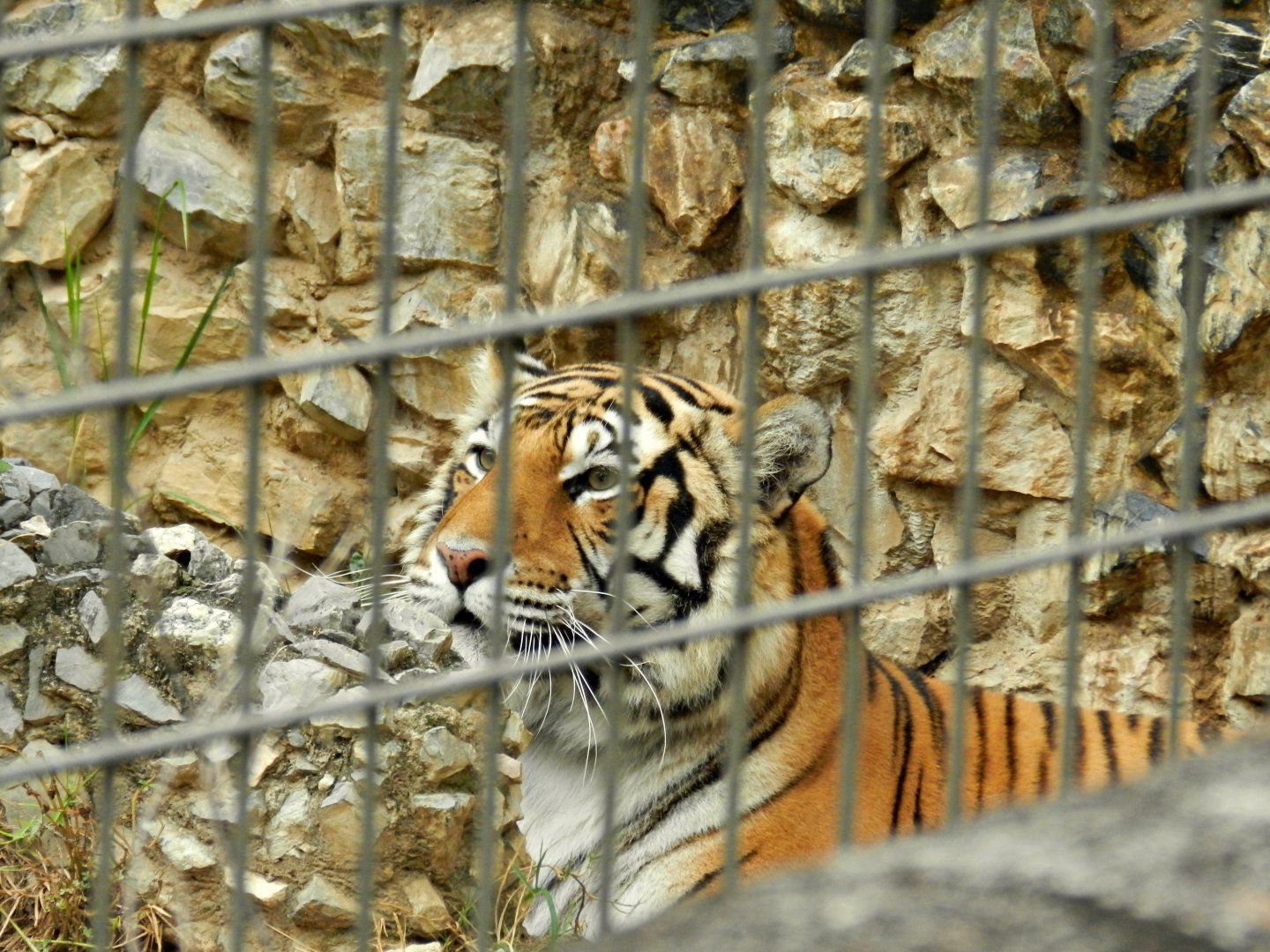 "índia", the bengal tigress - Sorocaba zoo (PZMQB)