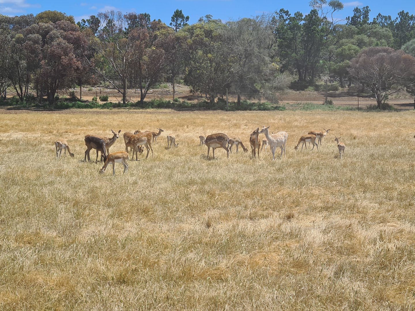 Indian Antelope and Mesopotamian Fallow Deer