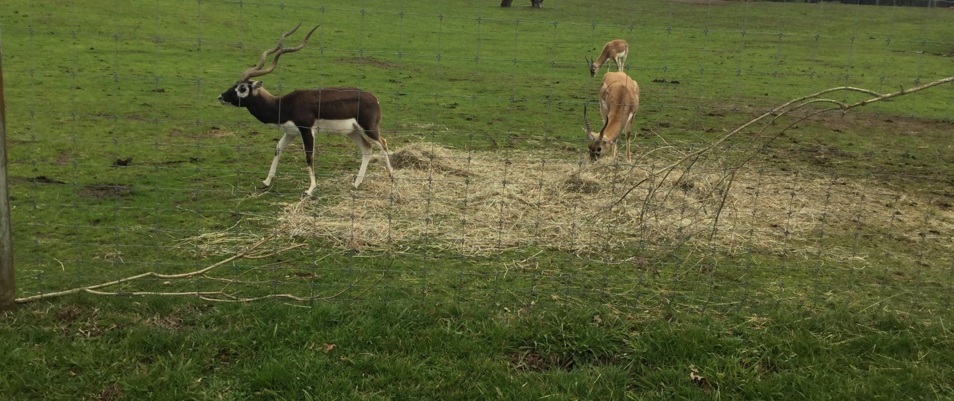 Indian antelope (Antilope cervicapra)
