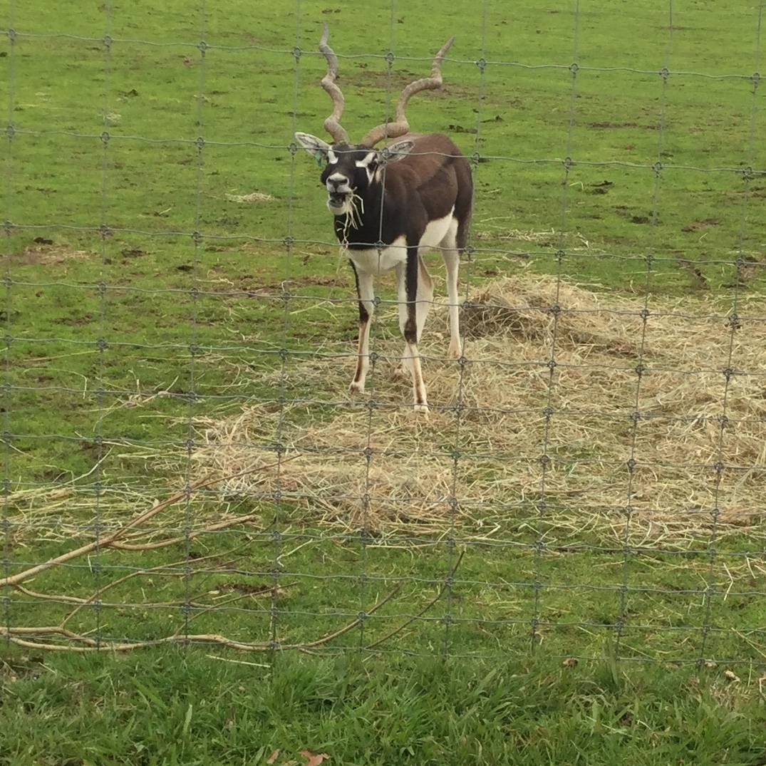 Indian antelope (Antilope cervicapra)
