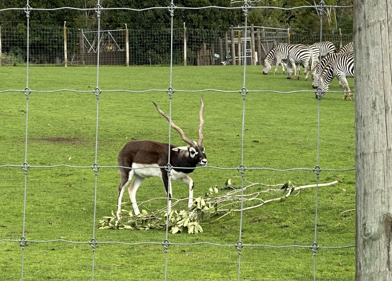Indian antelope (Antilope cervicapra)