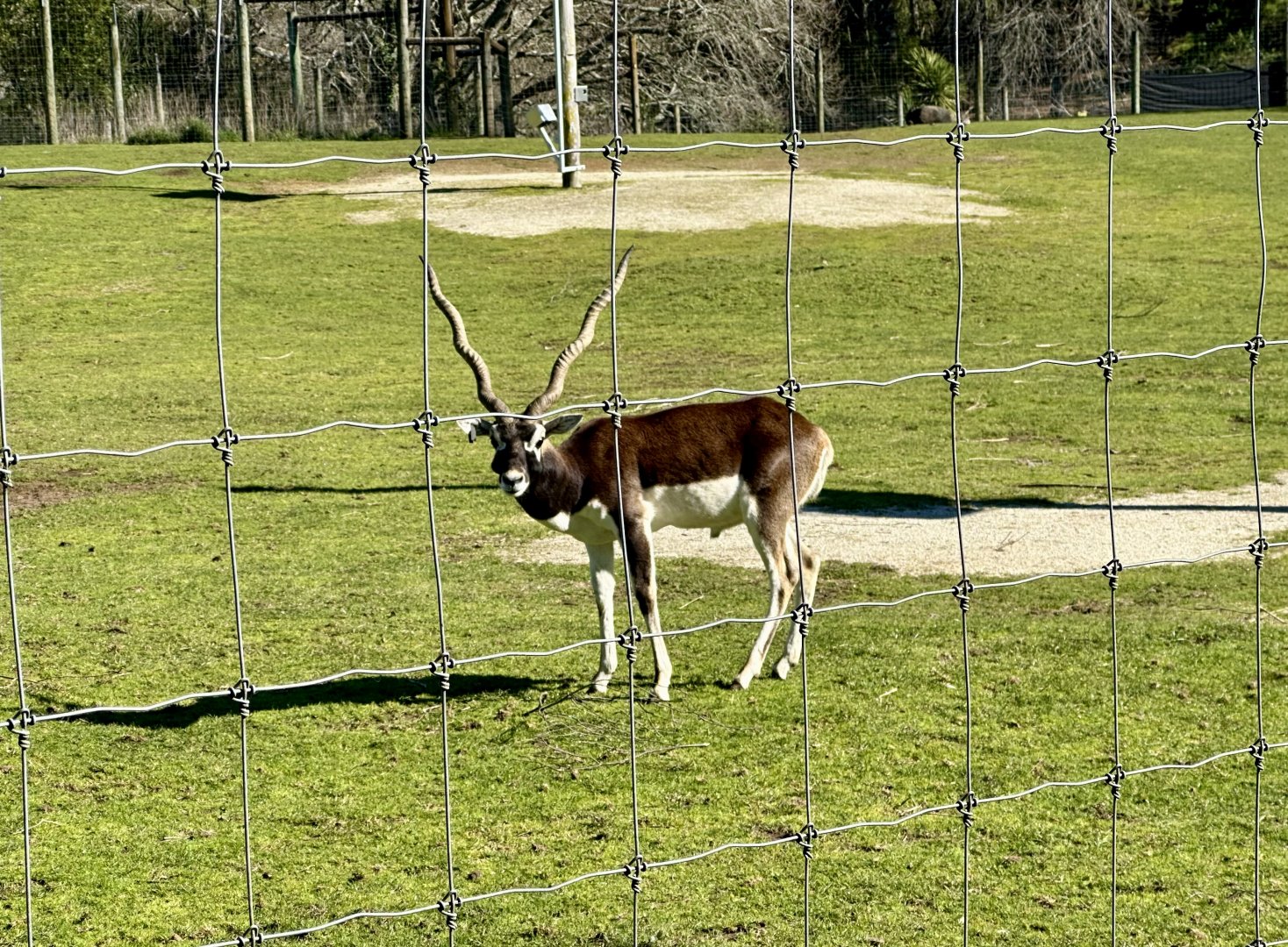 Indian Antelope (Bull)