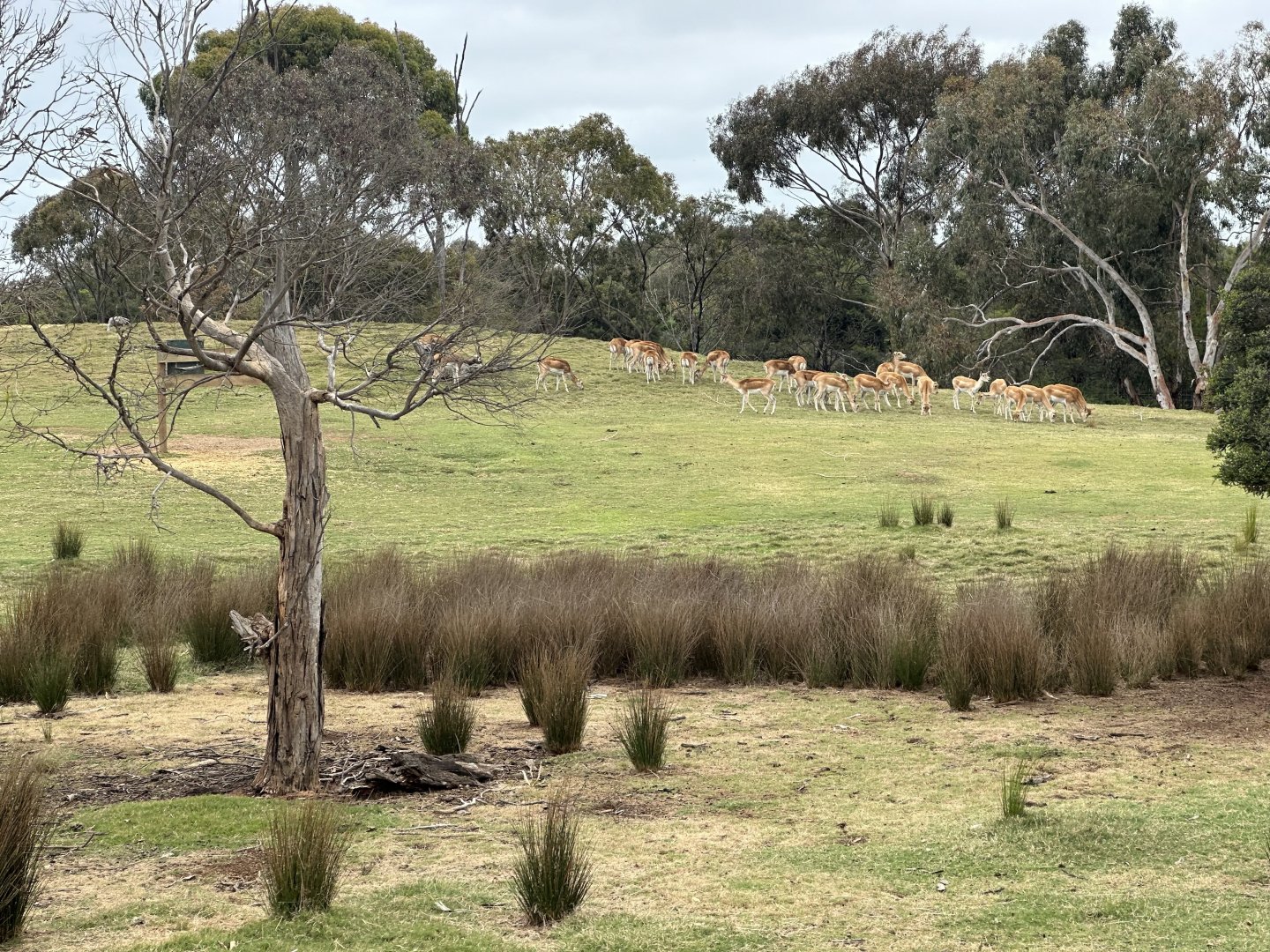 Indian Antelope Exhibit