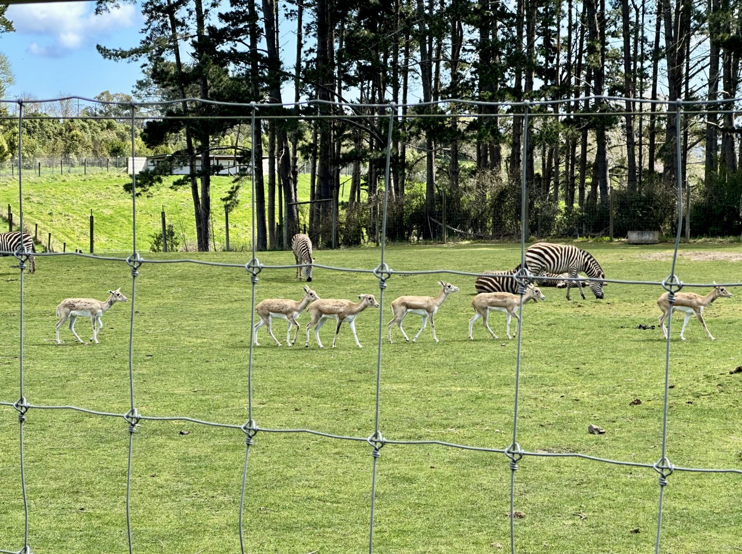 Indian Antelope (Female Herd)