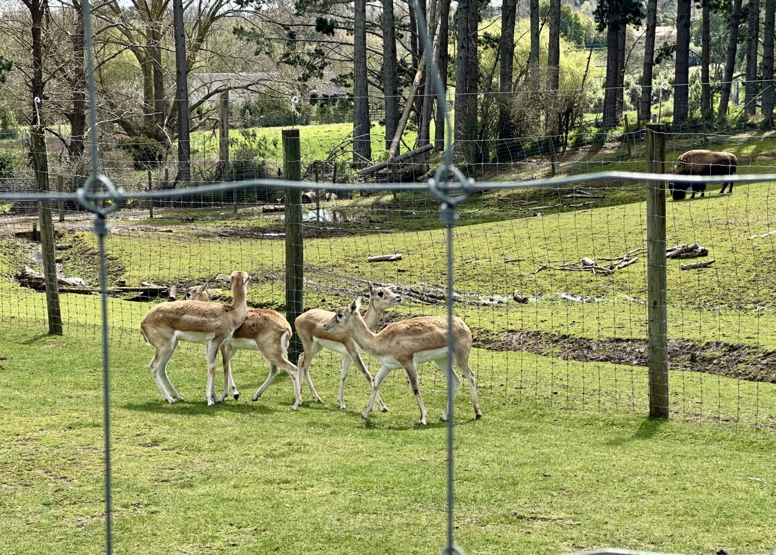 Indian Antelope (Female Herd)