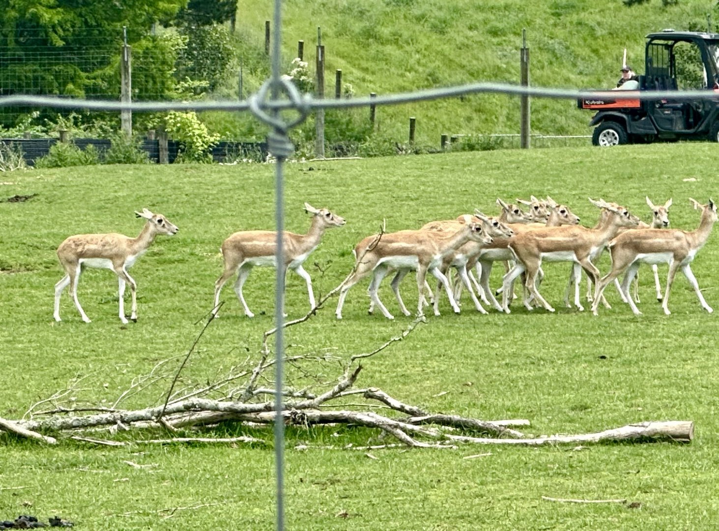 Indian Antelope (Female Herd)